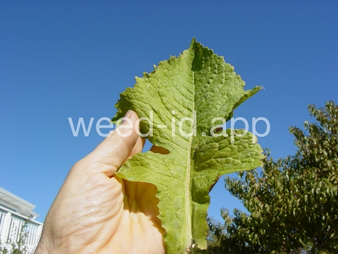lettuce, biennial